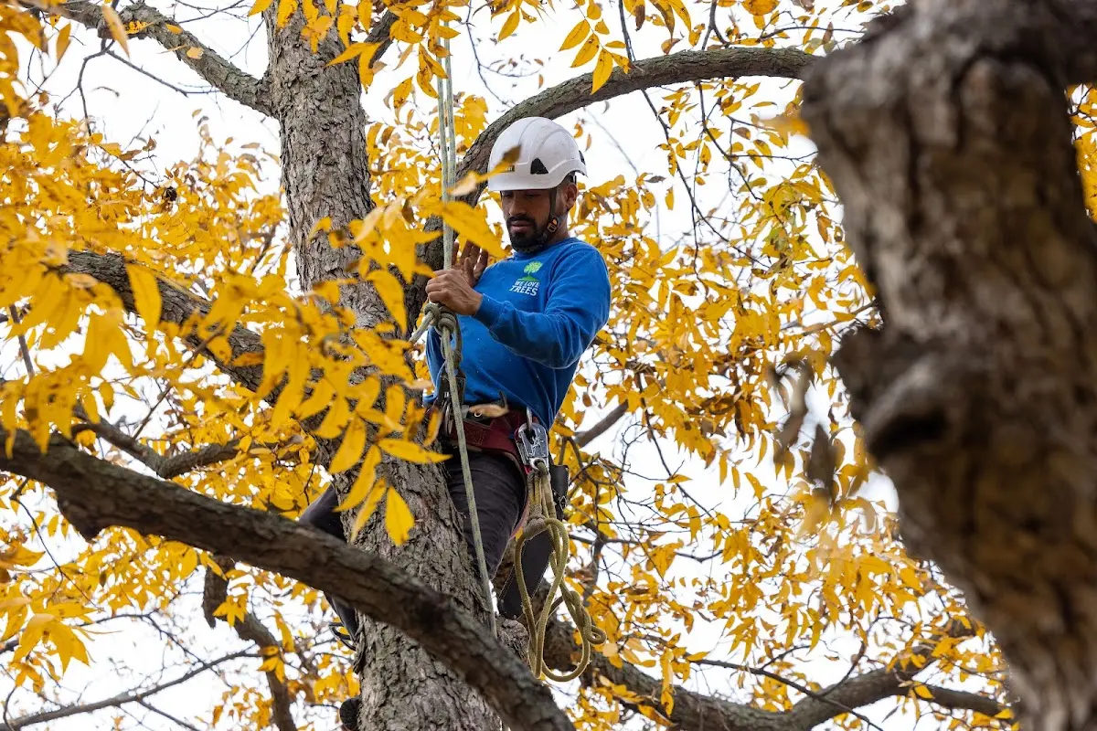 Skilled Tree Pruning crew working in Clay City